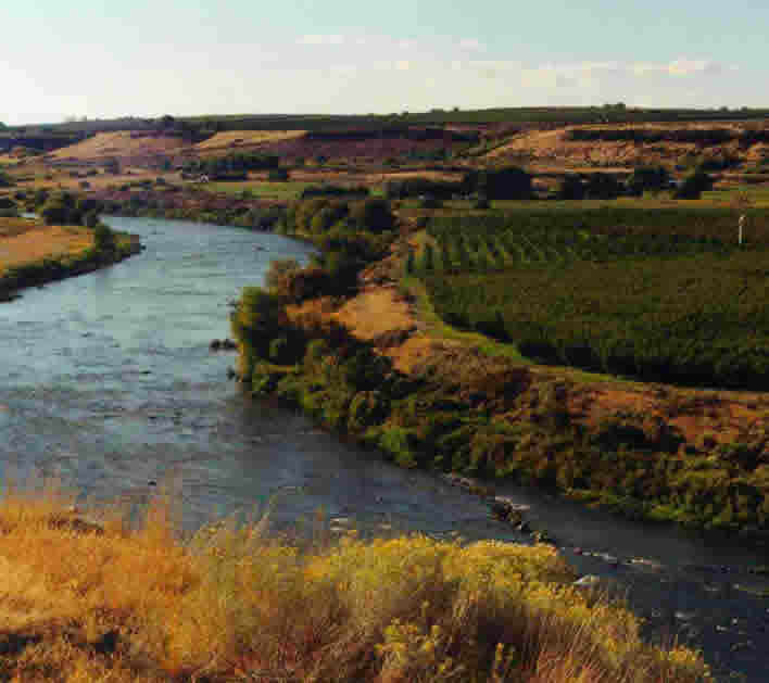 Lower Yakima Valley orchards